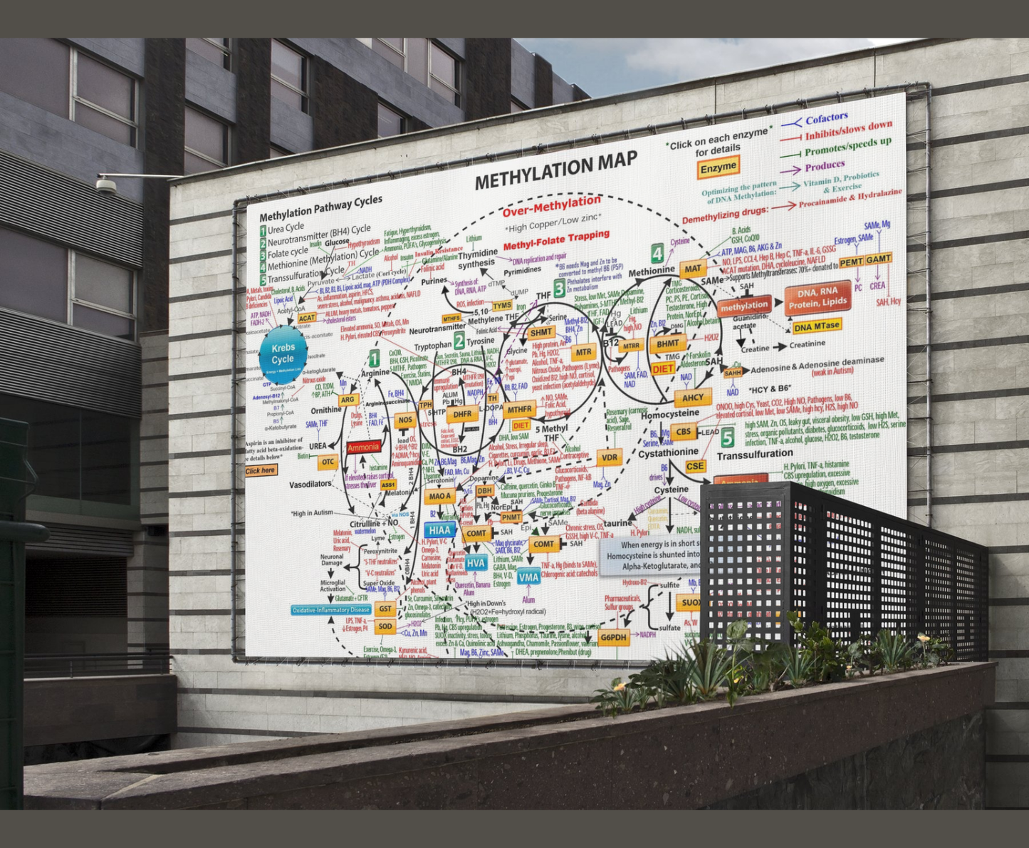 Methylation Pathway Map Poster – 20×30”