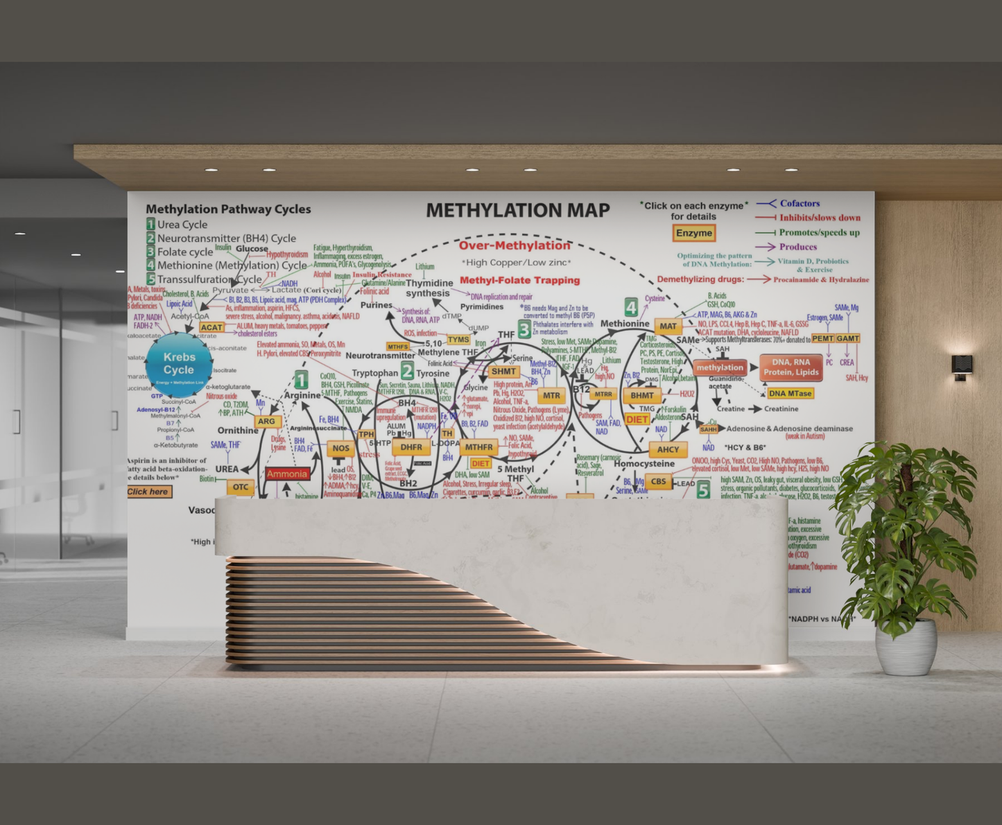 Methylation Pathway Map Poster – 20×30”