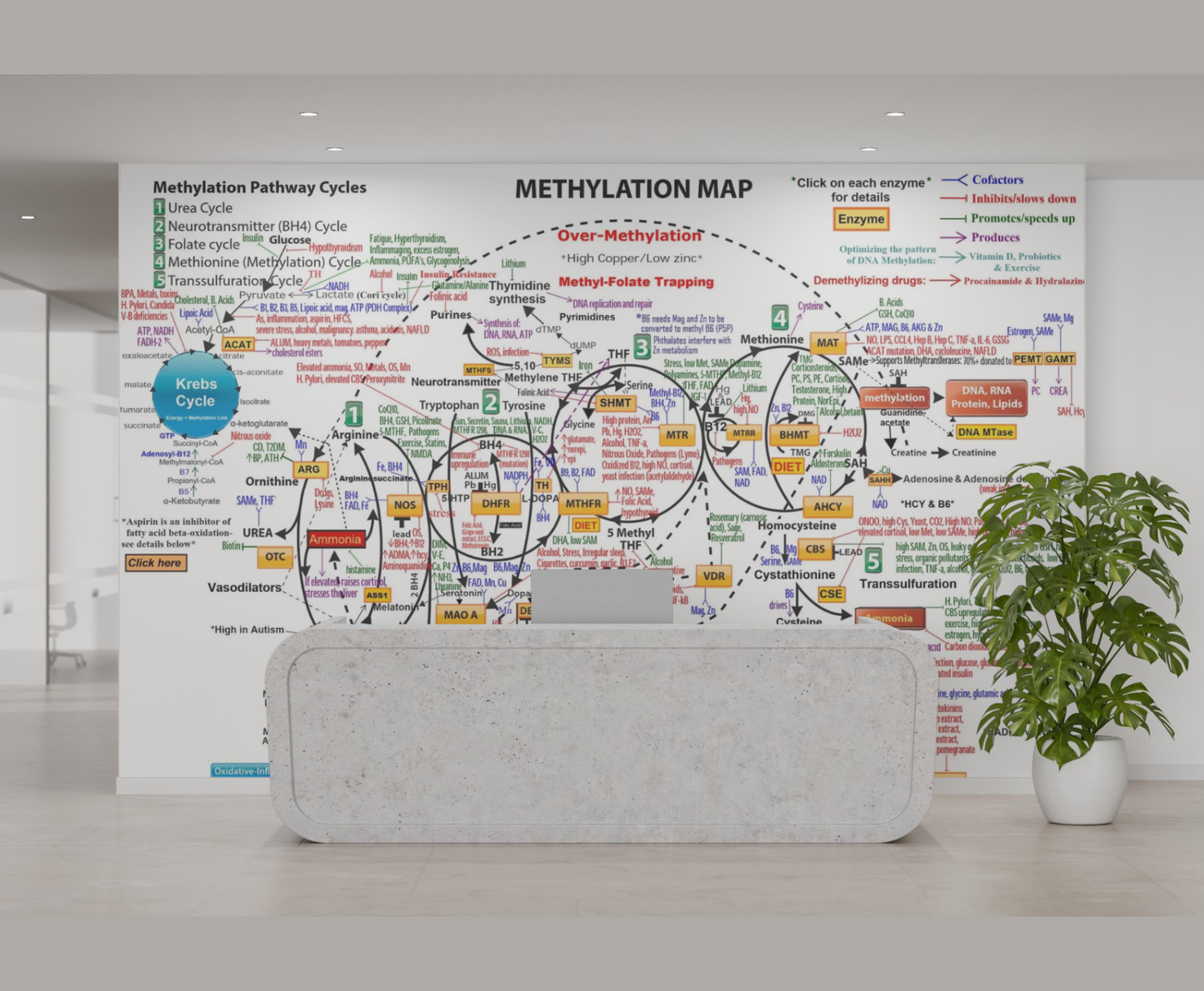 Methylation Pathway Map Poster – 24×36”