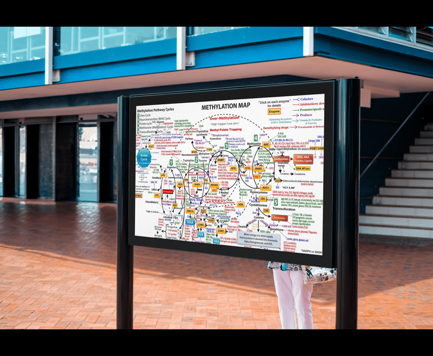 Methylation Pathway Map Poster – 24×36”