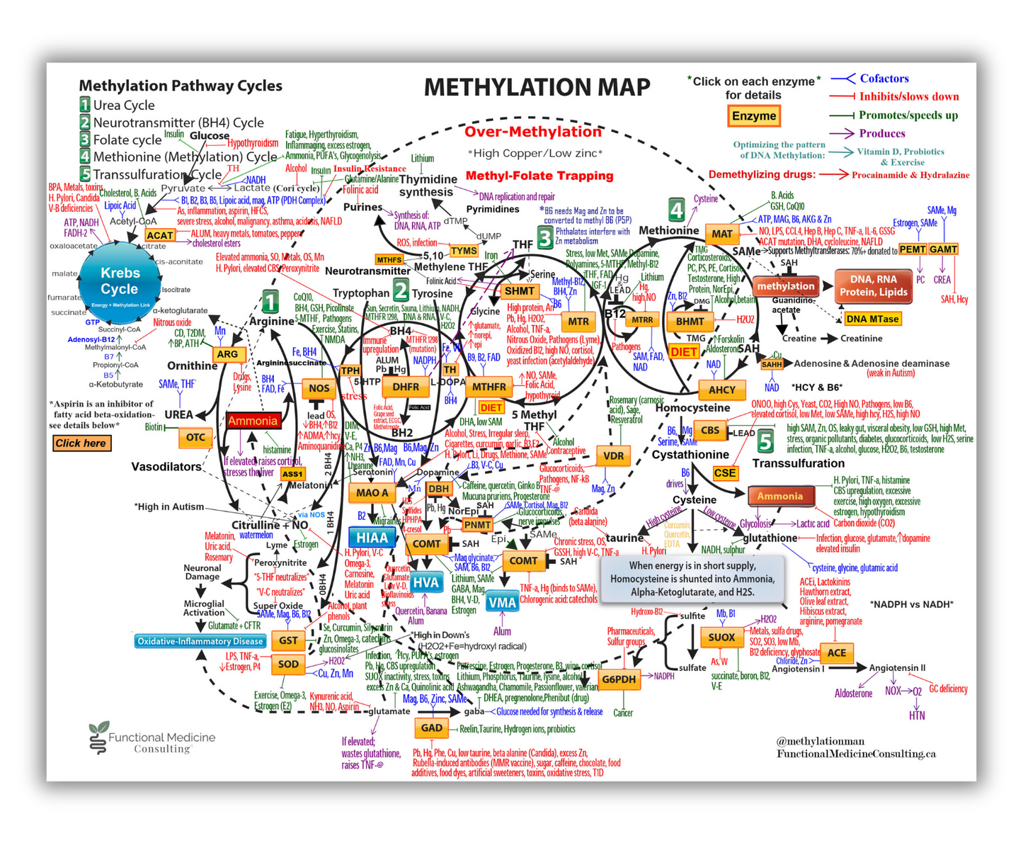 Methylation Pathway Map Poster – 24×36”
